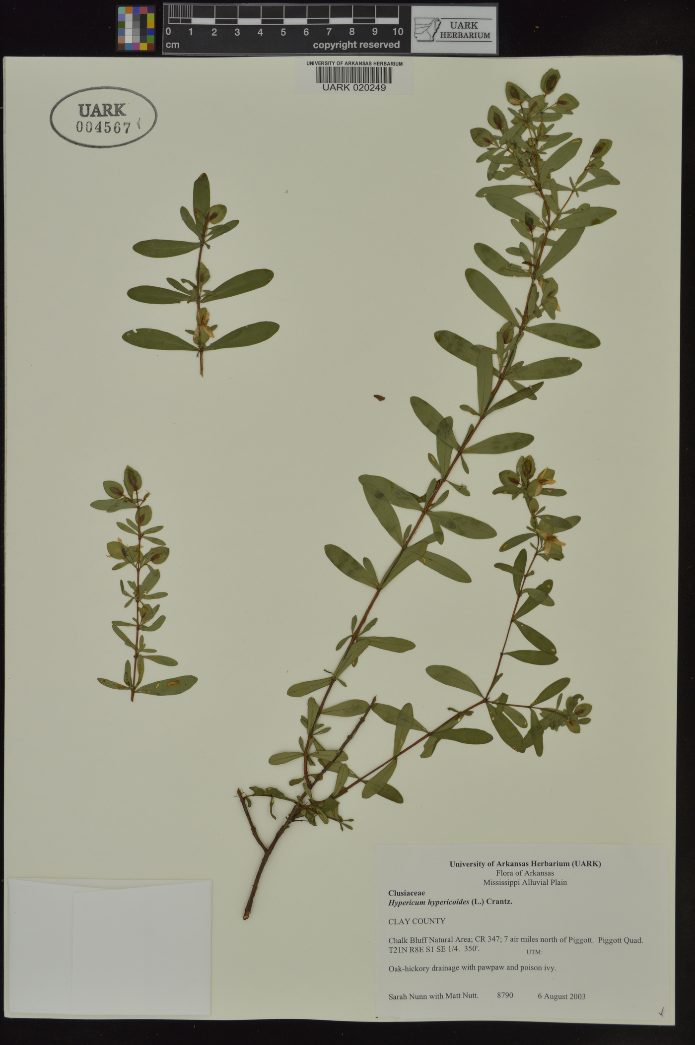 Hypericum hypericoides subsp. hypericoides image