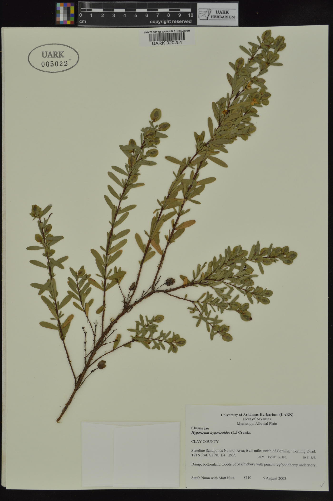 Hypericum hypericoides subsp. hypericoides image