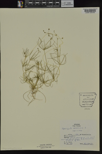 Spergula arvensis image