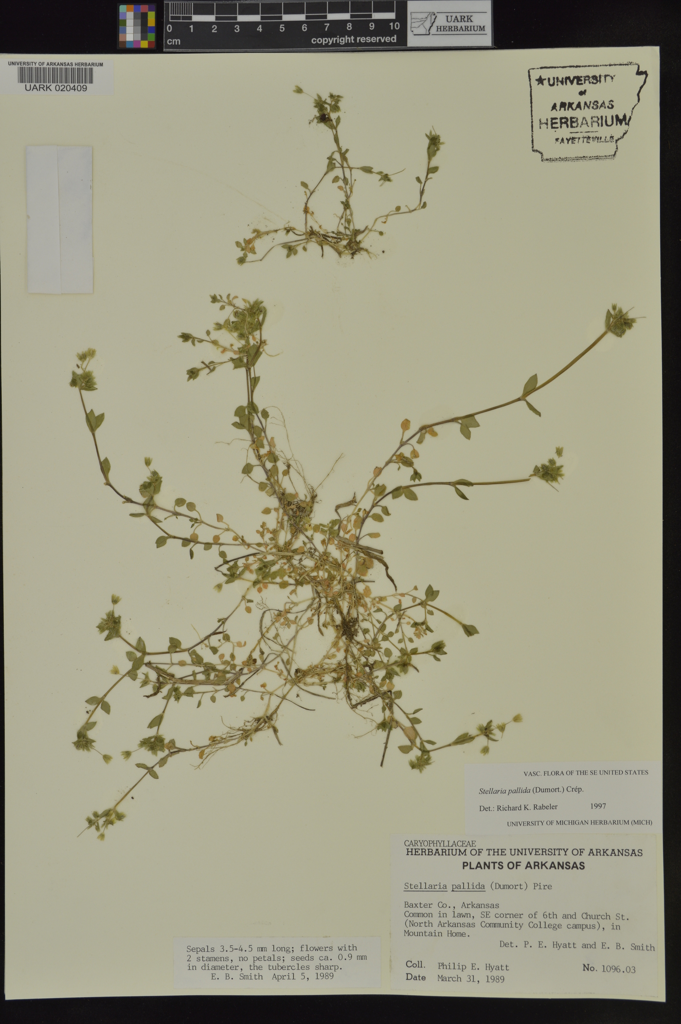 Stellaria pallida image