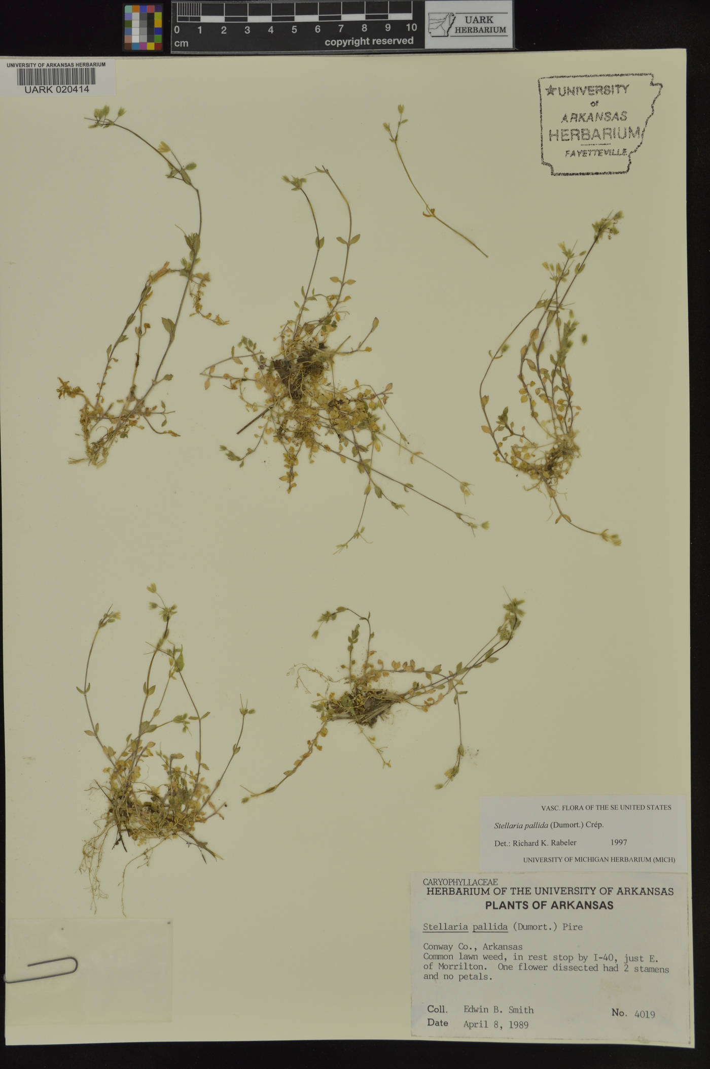 Stellaria pallida image