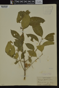 Euonymus atropurpureus var. atropurpureus image