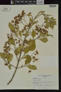 Euonymus kiautschovica image