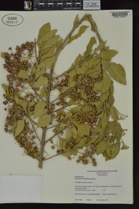 Euonymus kiautschovica image