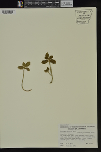 Euonymus obovatus image