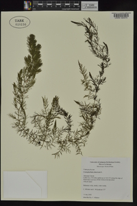 Ceratophyllum demersum image