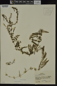 Ceratophyllum demersum image