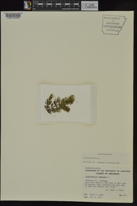 Ceratophyllum demersum image