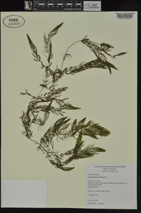 Ceratophyllum demersum image