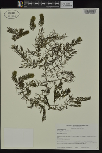 Ceratophyllum demersum image