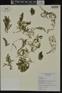 Ceratophyllum demersum image