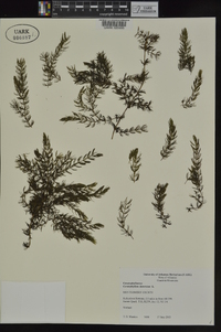 Ceratophyllum demersum image