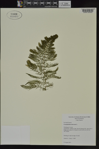 Ceratophyllum demersum image