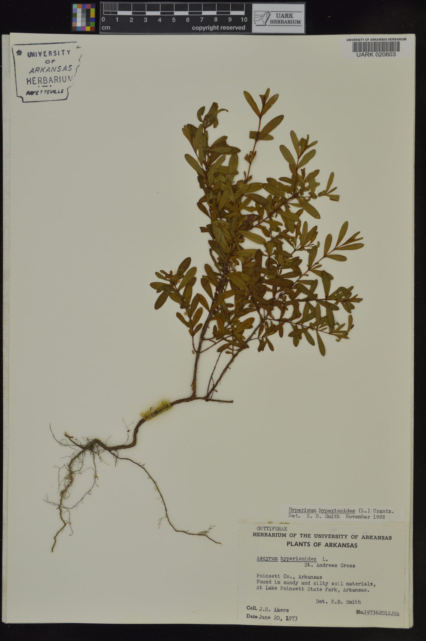 Hypericum hypericoides subsp. hypericoides image