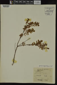 Hypericum hypericoides subsp. hypericoides image
