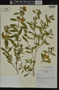 Hypericum prolificum image