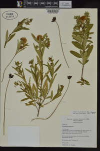 Hypericum prolificum image