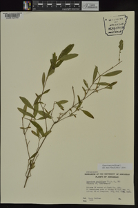 Hypericum prolificum image