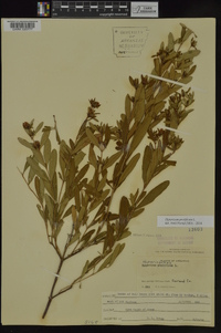 Hypericum prolificum image