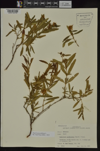 Hypericum prolificum image