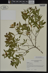 Hypericum prolificum image