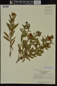 Hypericum prolificum image