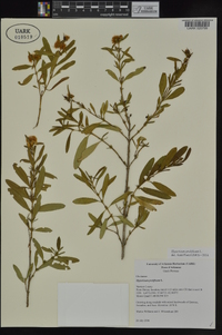 Hypericum prolificum image