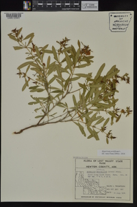 Hypericum prolificum image