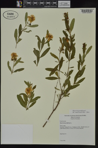 Hypericum prolificum image