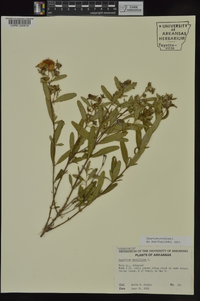 Hypericum prolificum image