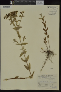 Hypericum pseudomaculatum image