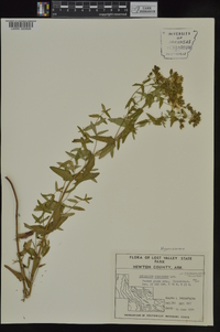 Hypericum pseudomaculatum image