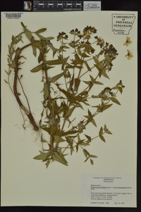 Hypericum pseudomaculatum image