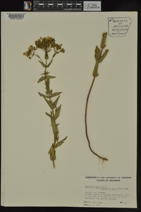 Hypericum punctatum var. pseudomaculatum image