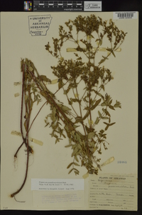 Hypericum pseudomaculatum image