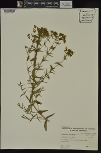 Hypericum punctatum var. pseudomaculatum image