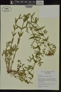 Hypericum pseudomaculatum image