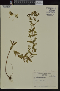 Hypericum pseudomaculatum image