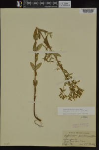 Hypericum pseudomaculatum image