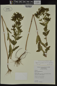 Hypericum punctatum var. punctatum image