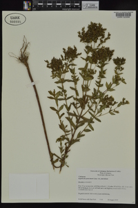 Hypericum punctatum var. punctatum image