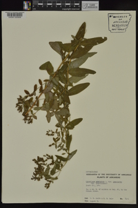 Hypericum punctatum var. punctatum image