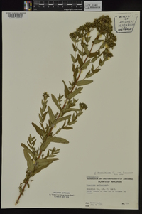 Hypericum punctatum var. punctatum image