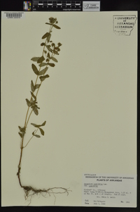 Hypericum punctatum var. punctatum image