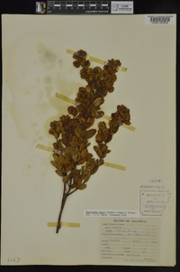 Hypericum crux-andreae image