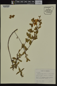 Hypericum crux-andreae image