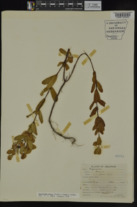 Hypericum crux-andreae image