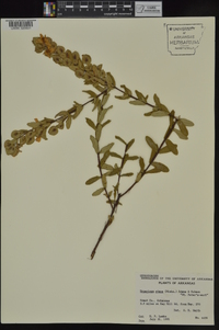 Hypericum crux-andreae image