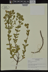 Hypericum crux-andreae image