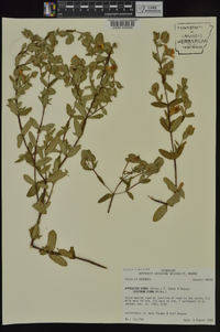 Hypericum crux-andreae image